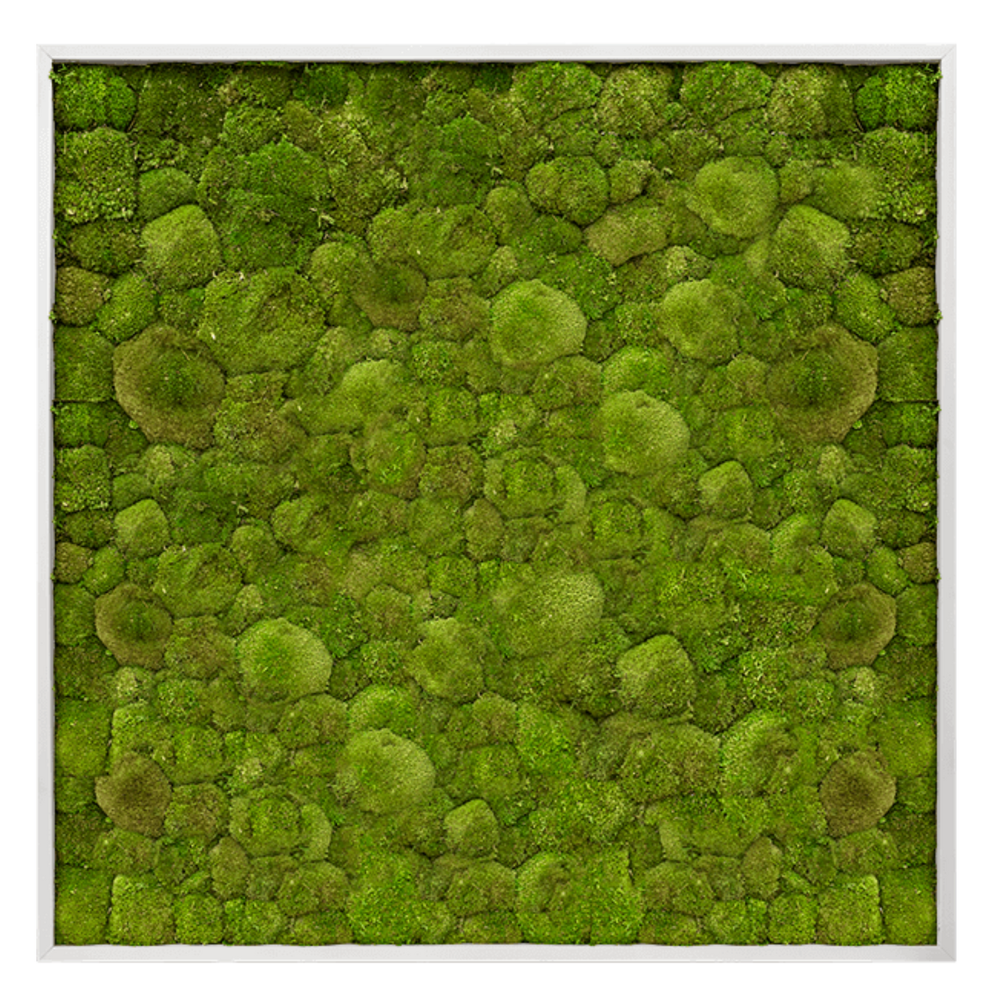Kugelmoosmalerei – Quadratisch – Waldgrün