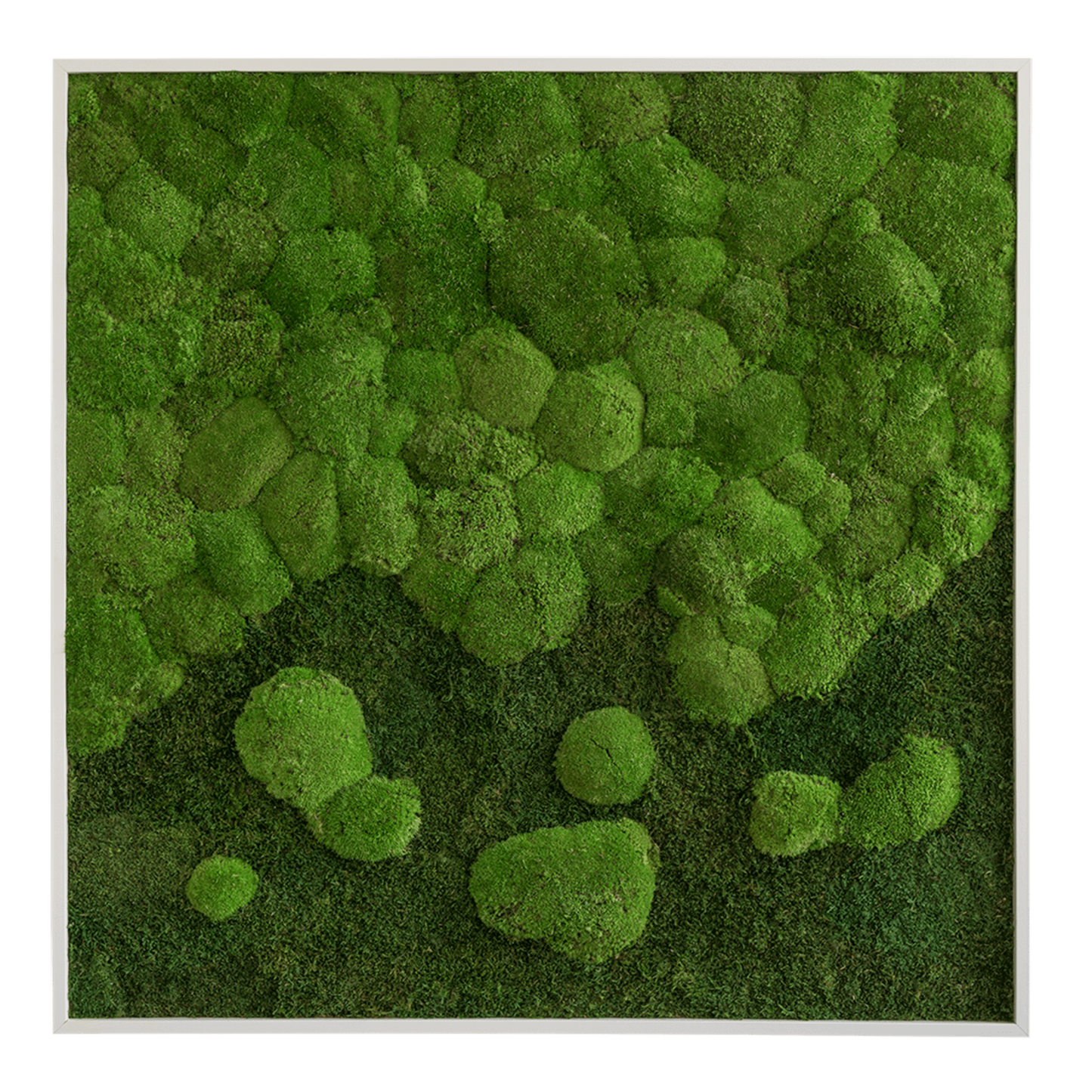 Moosbild – Quadrat – Regentropfen