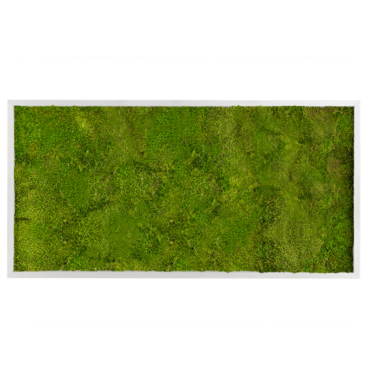 Platmos Schilderij – Panorama – Groen