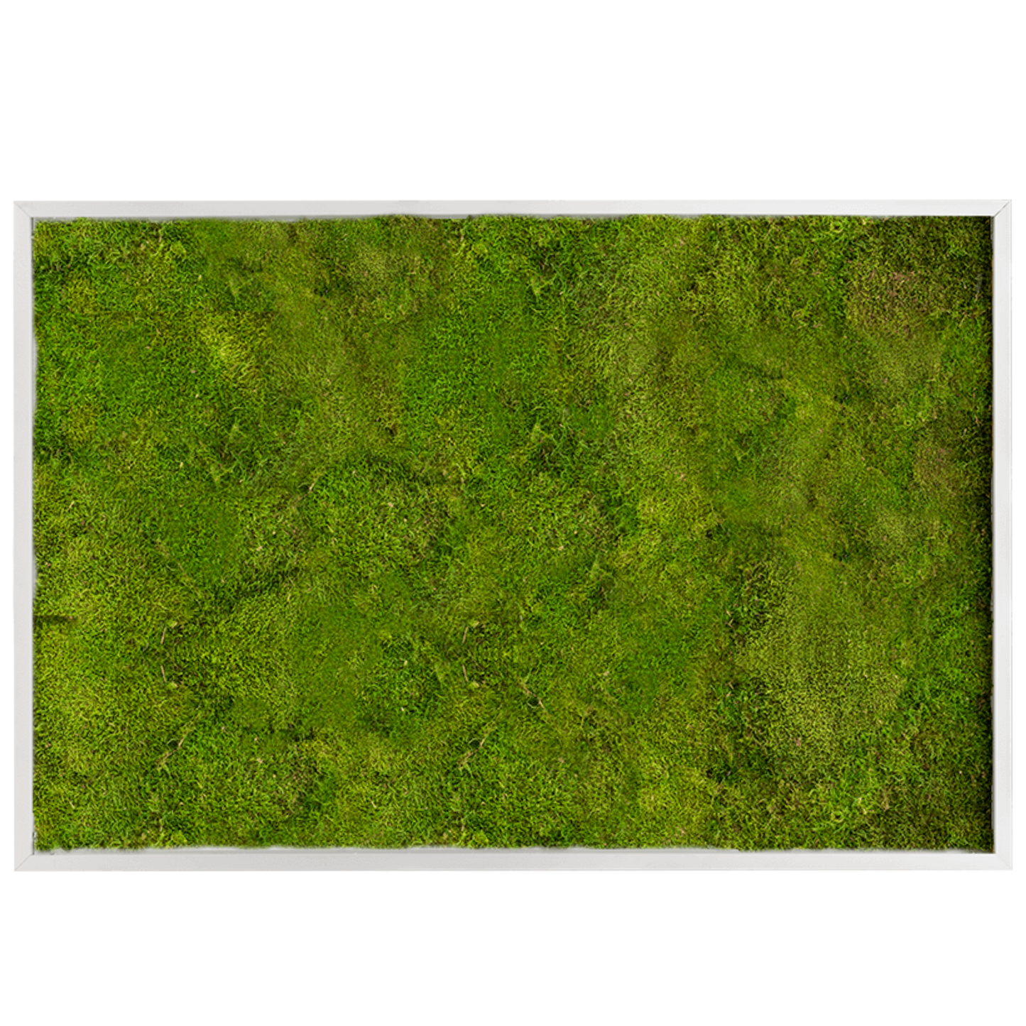 Platmos Schilderij – Rechthoek – Groen