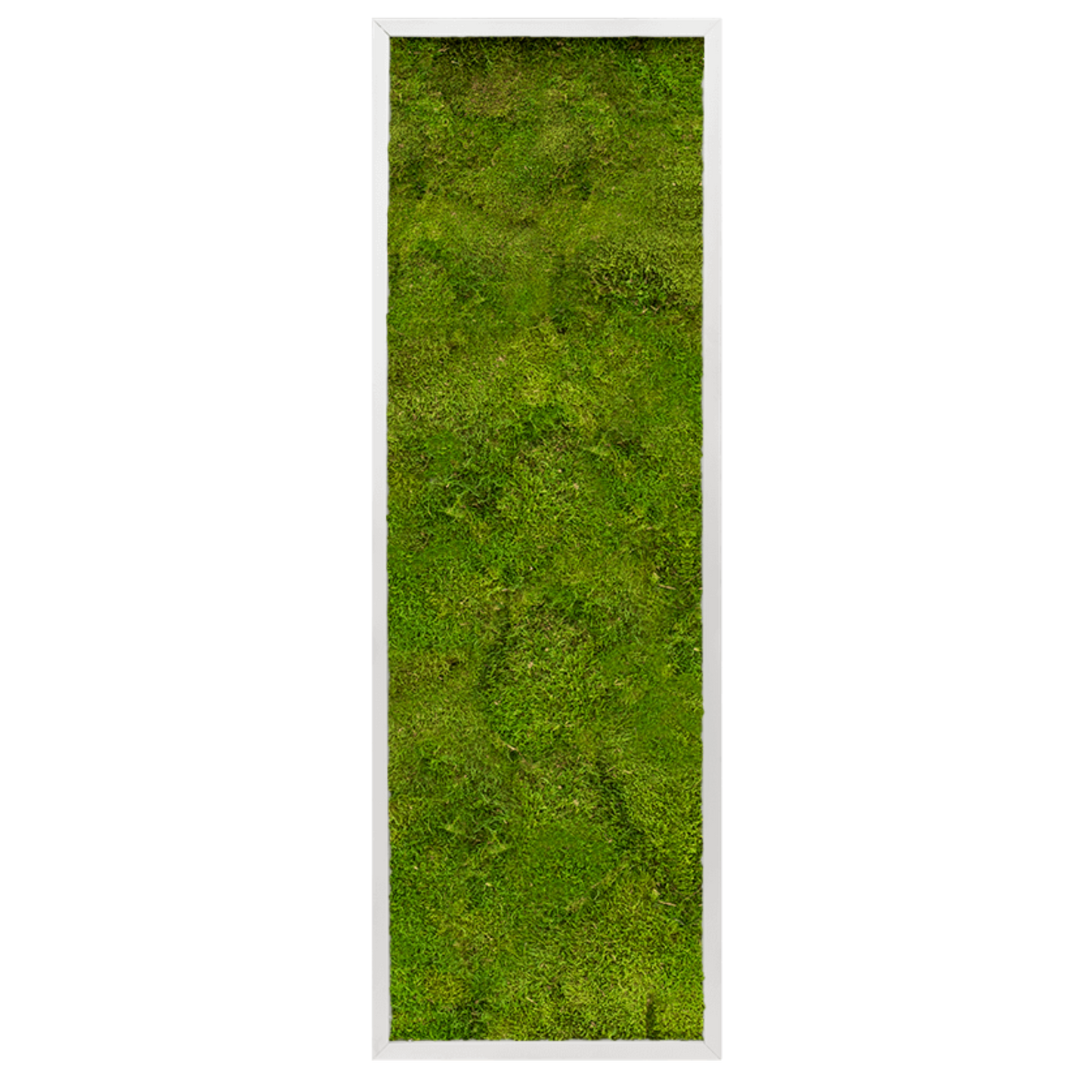 Platmos Schilderij – Strip – Groen