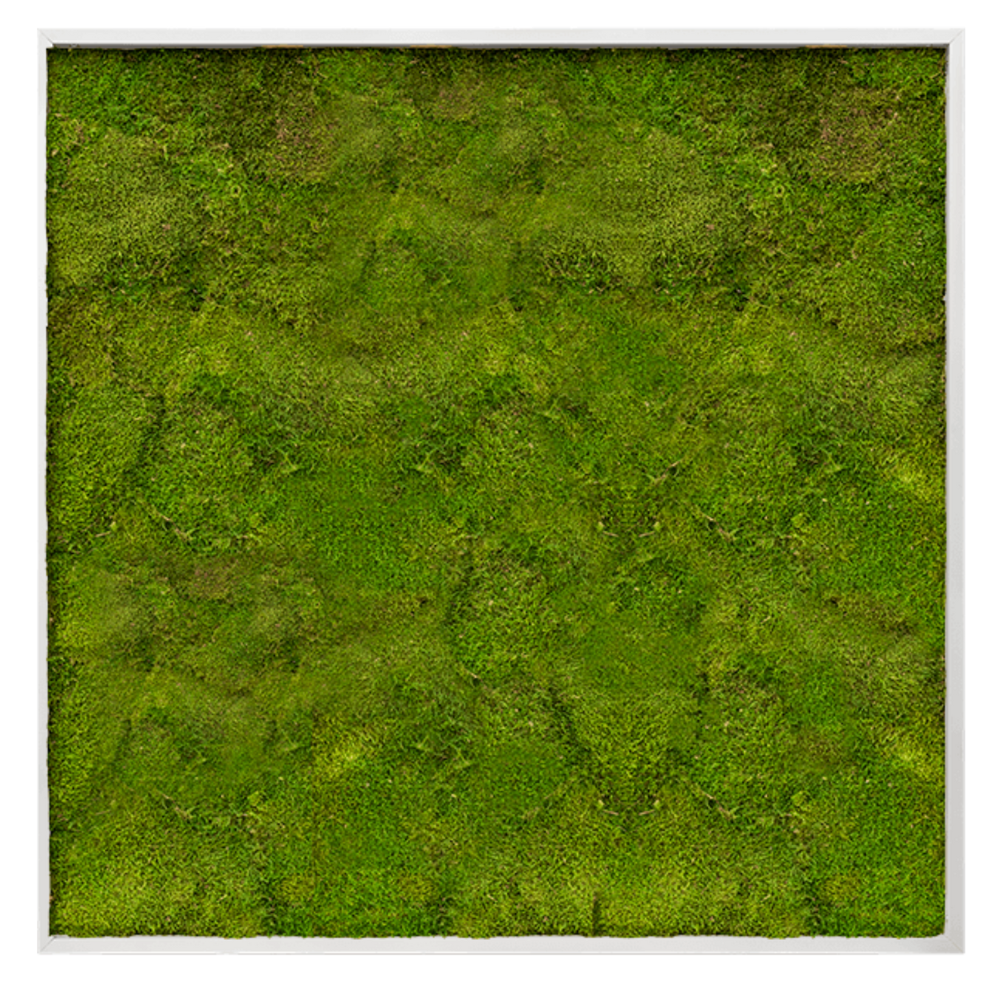 Platmos schilderij – Vierkant – Groen