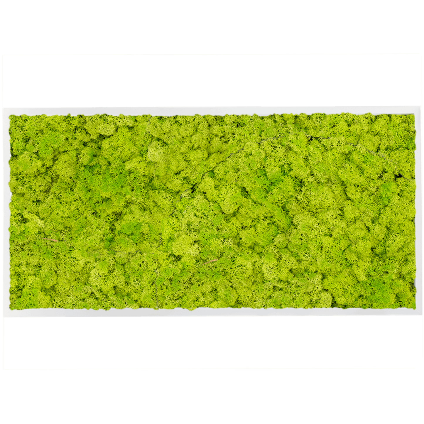 Rendiermos Schilderij – Panorama – Lentegroen