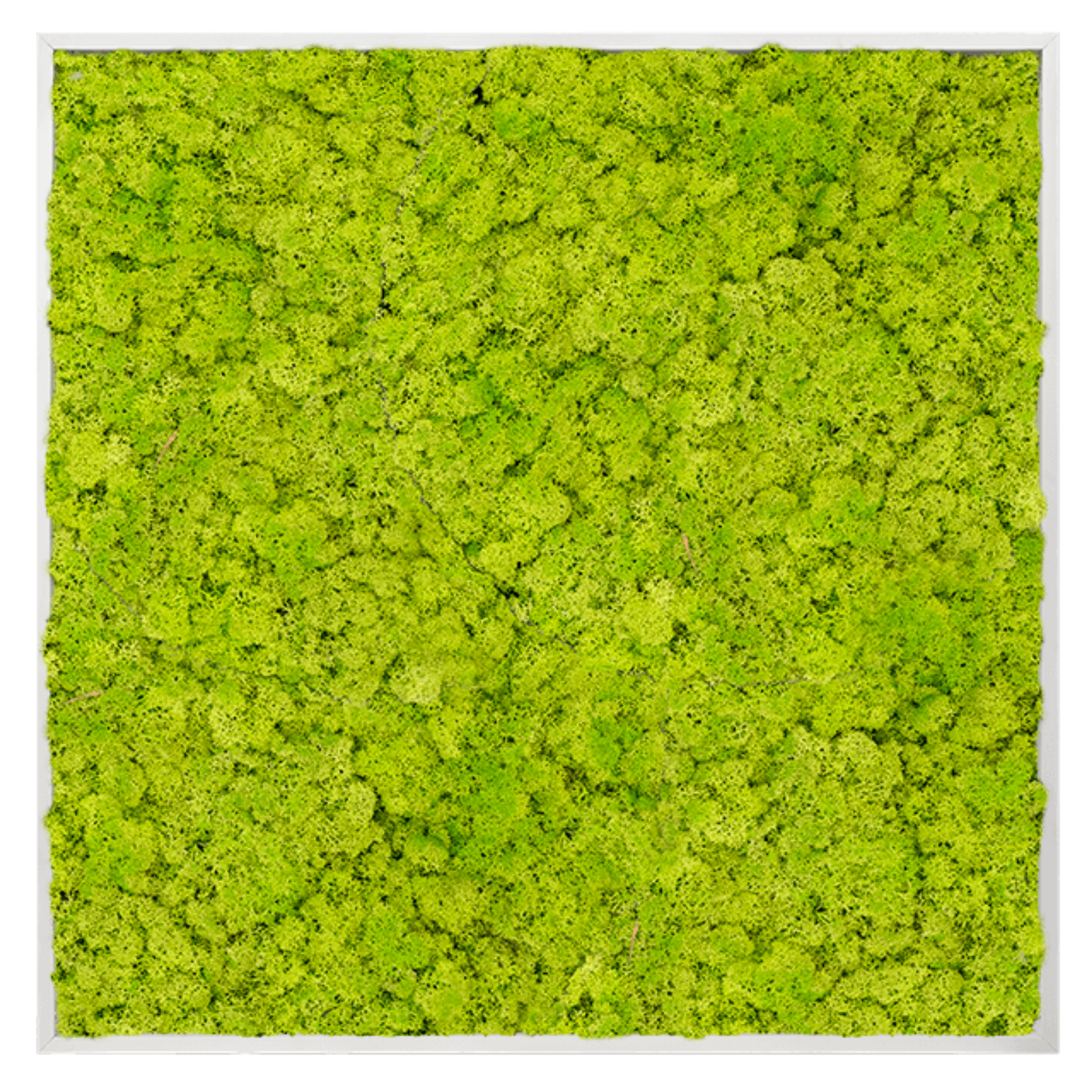 Rendier schilderij – Vierkant – Lentegroen