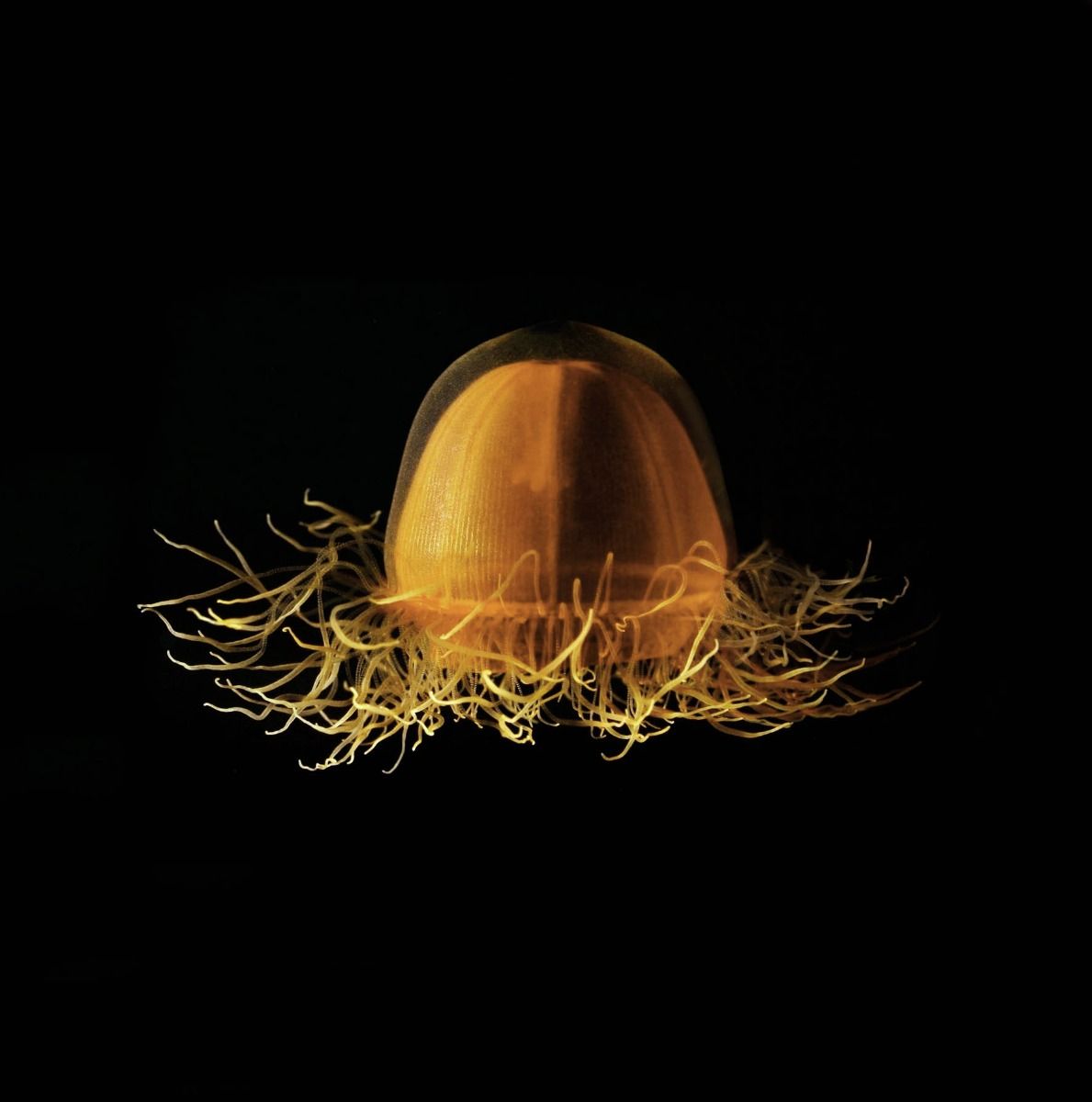schilderij gouden kleuren