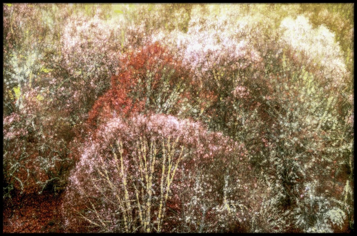 schilderij natuur