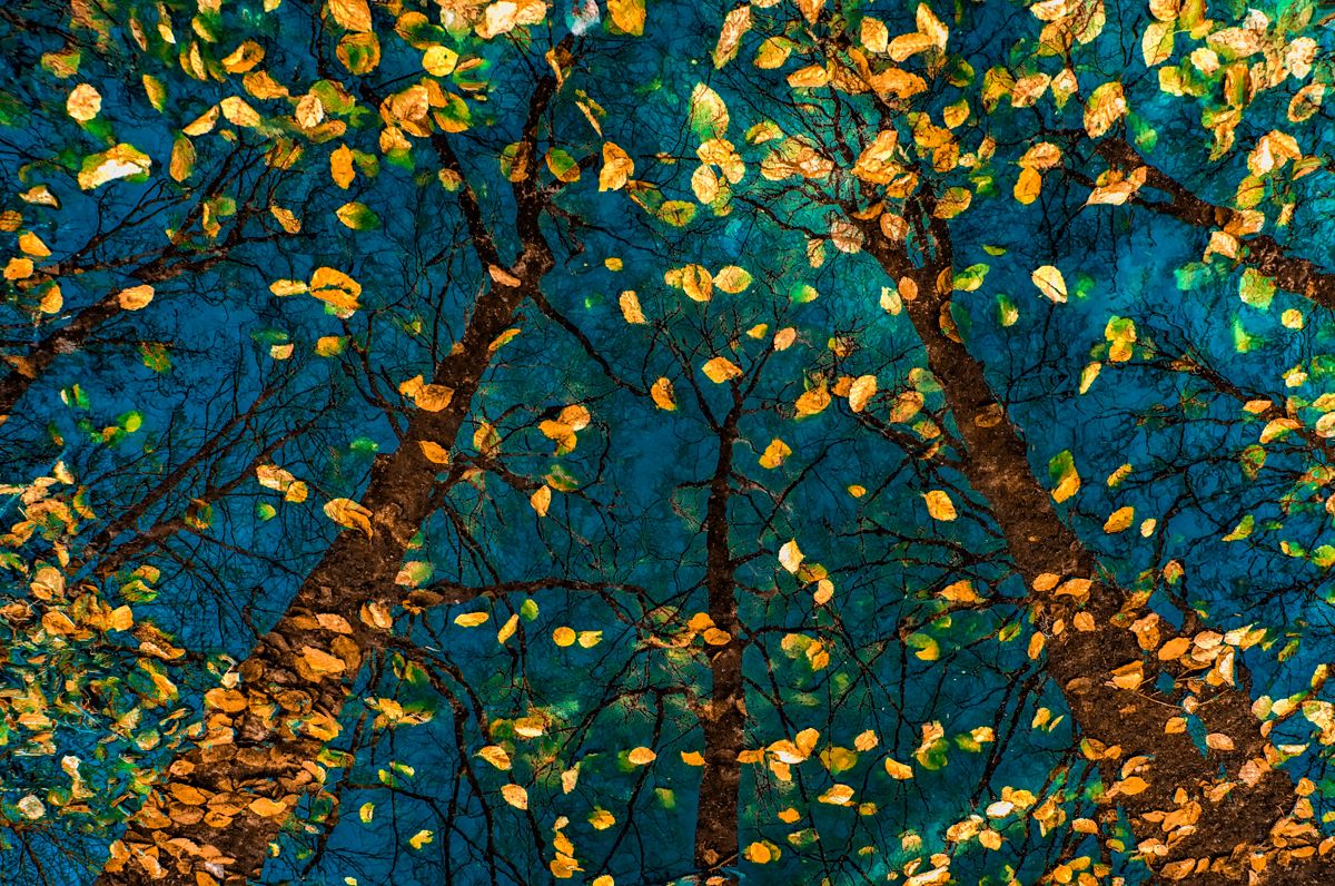 schilderij bomen in de nacht