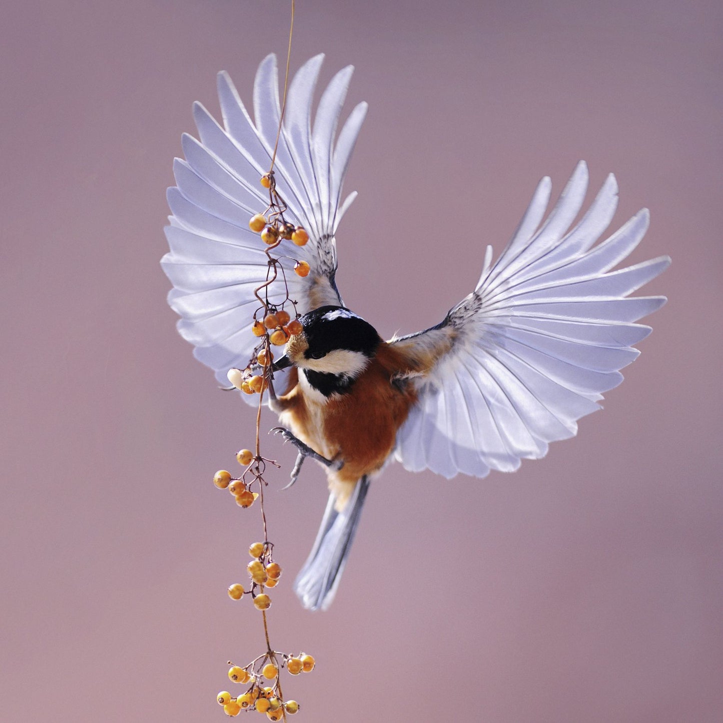 vliegende vogel schilderij