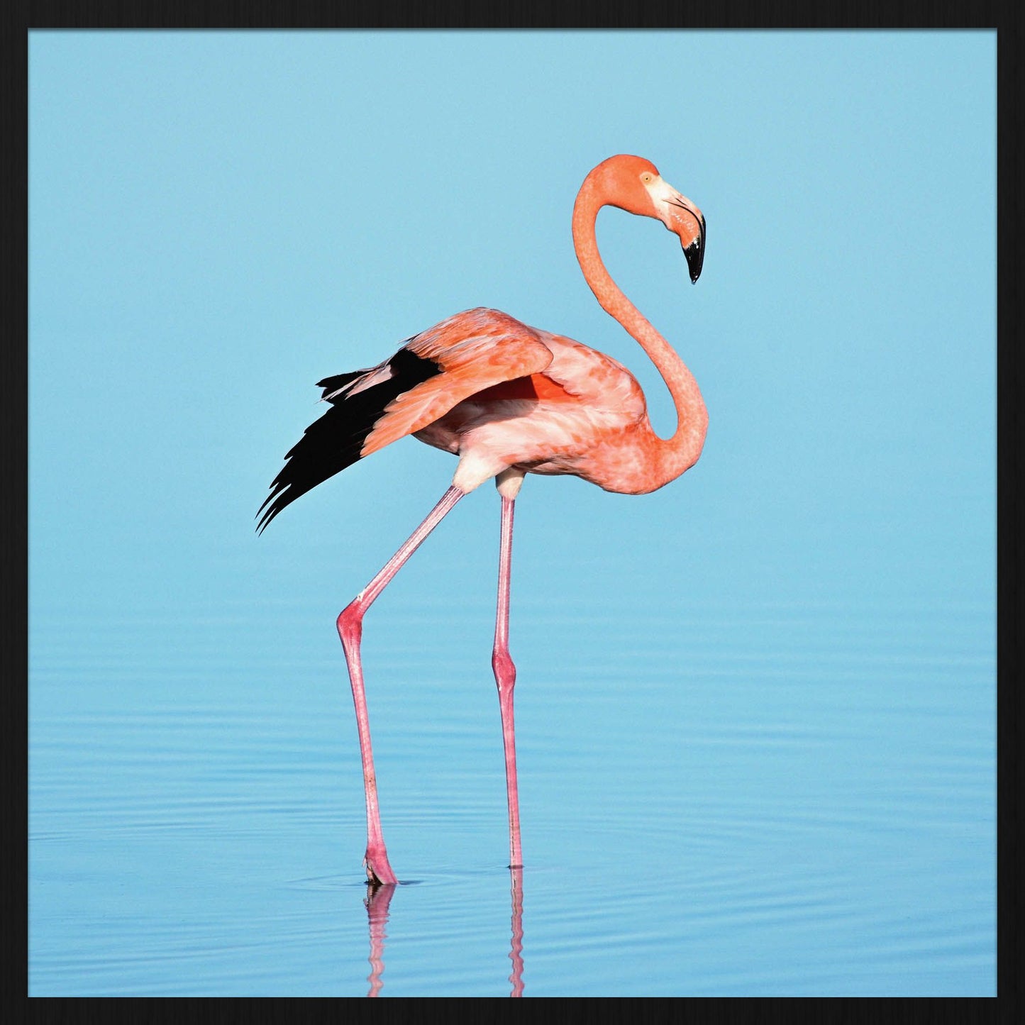 roze flamingo schilderij