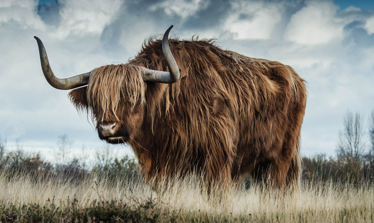 wilde dieren schilderij