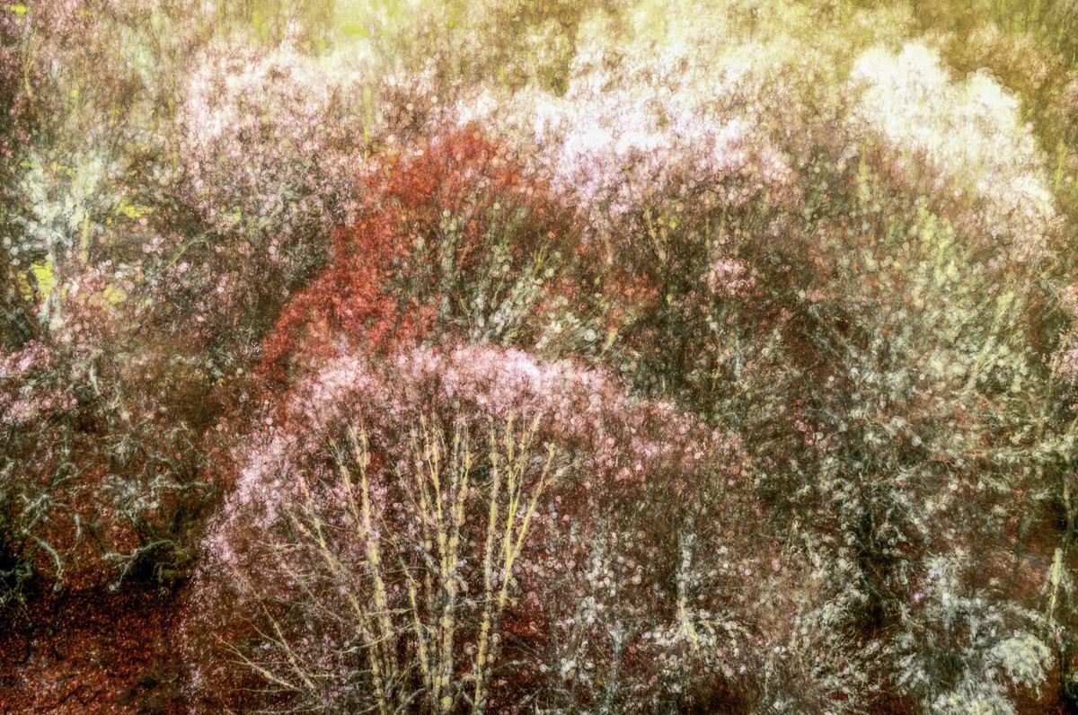 kleurig natuur schilderij