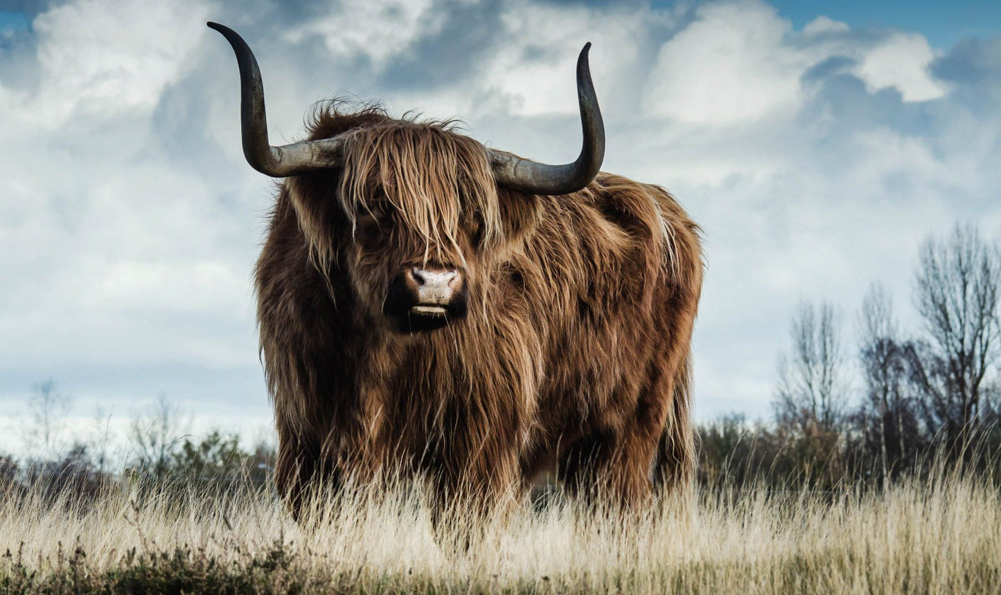 natuurleven schilderij
