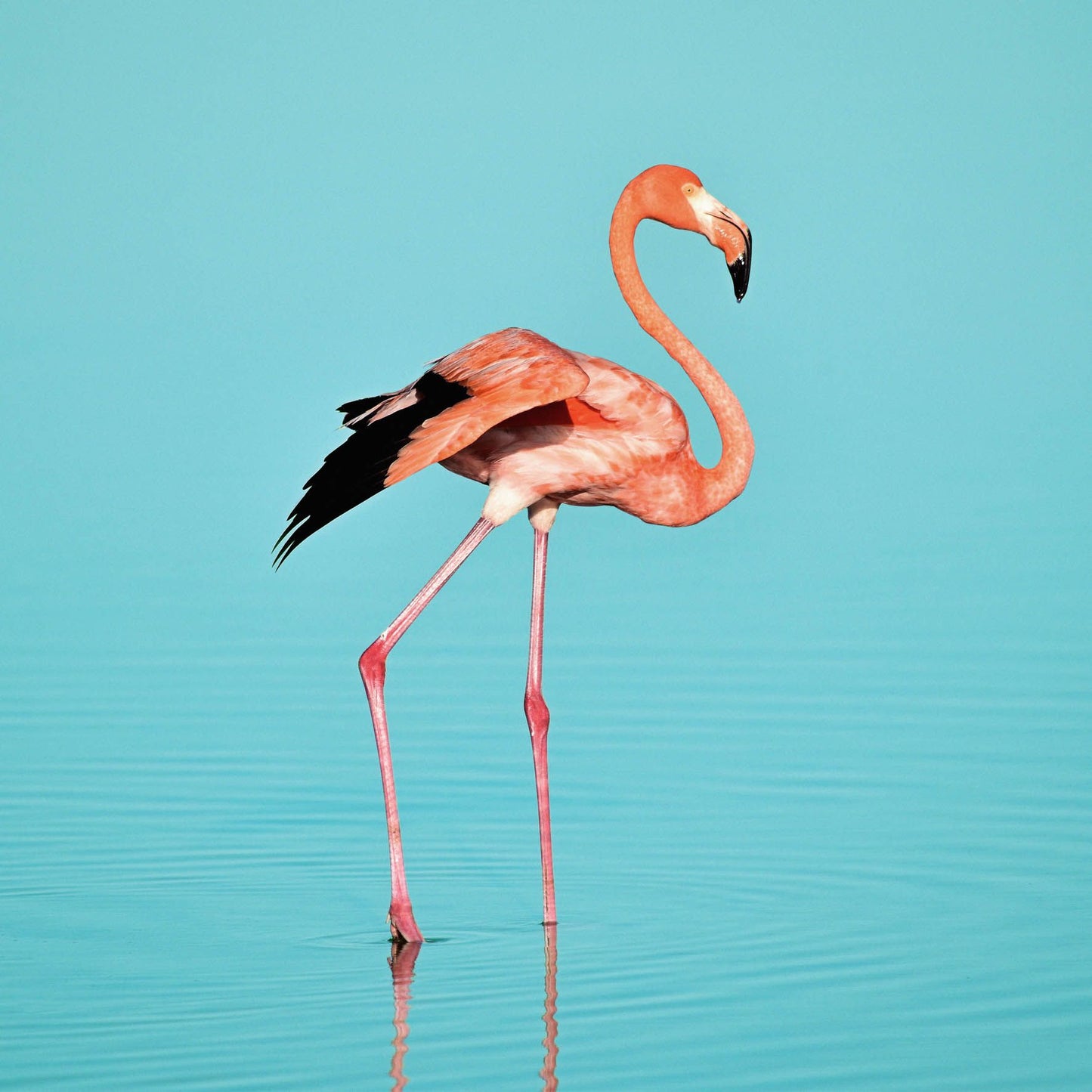 flamingo schilderij