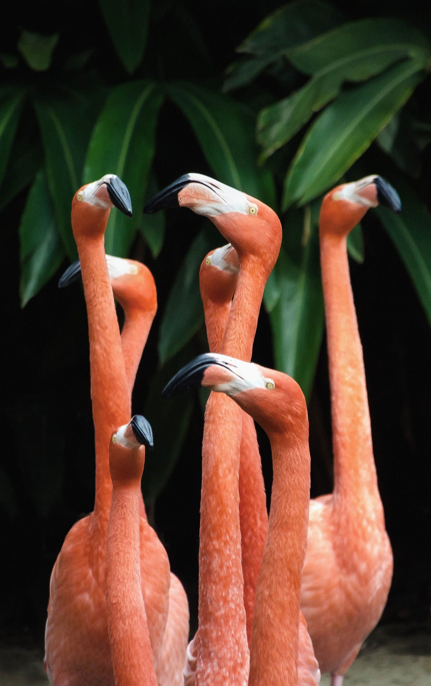 schilderij flamingo