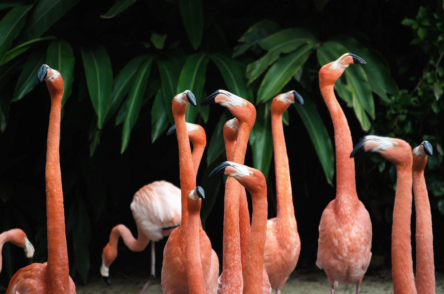 schilderij van flamingo's