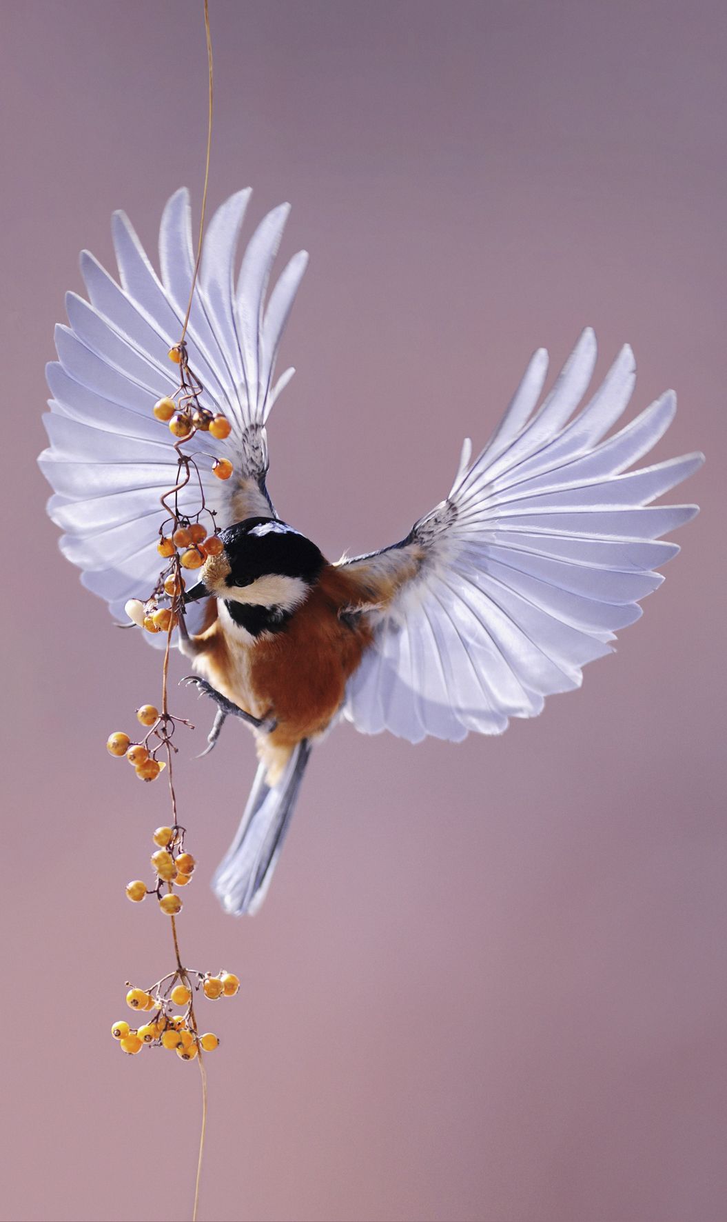 roodborst schilderij