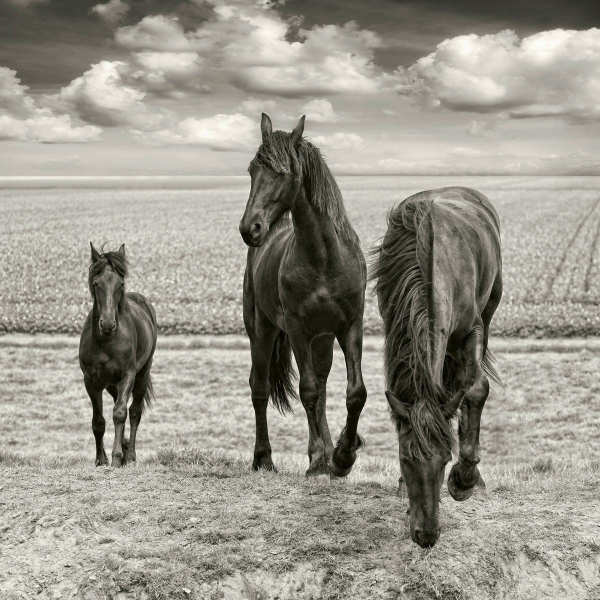 wilde paarden schilderij