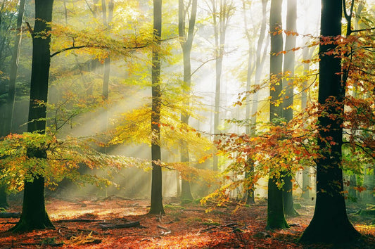 bossen in de herfst