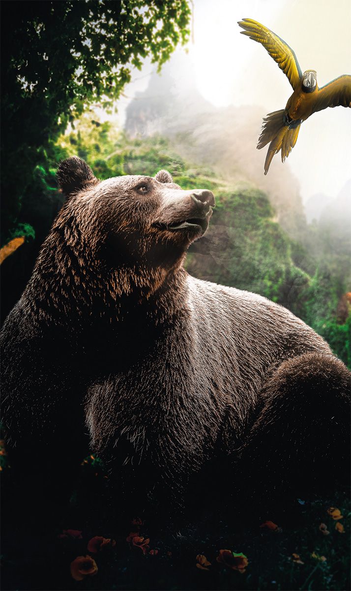 Bear