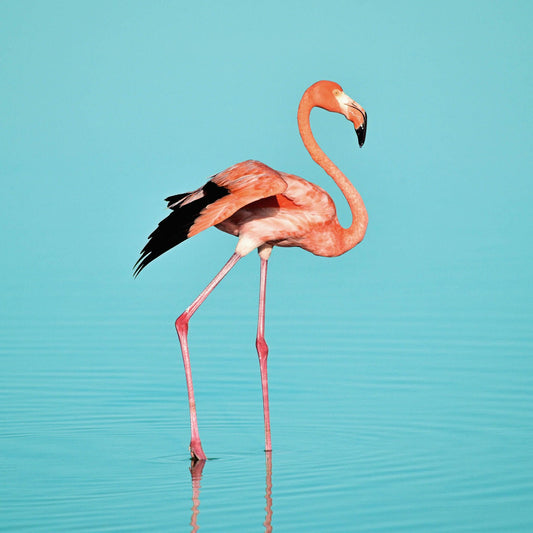 flamingo schilderij