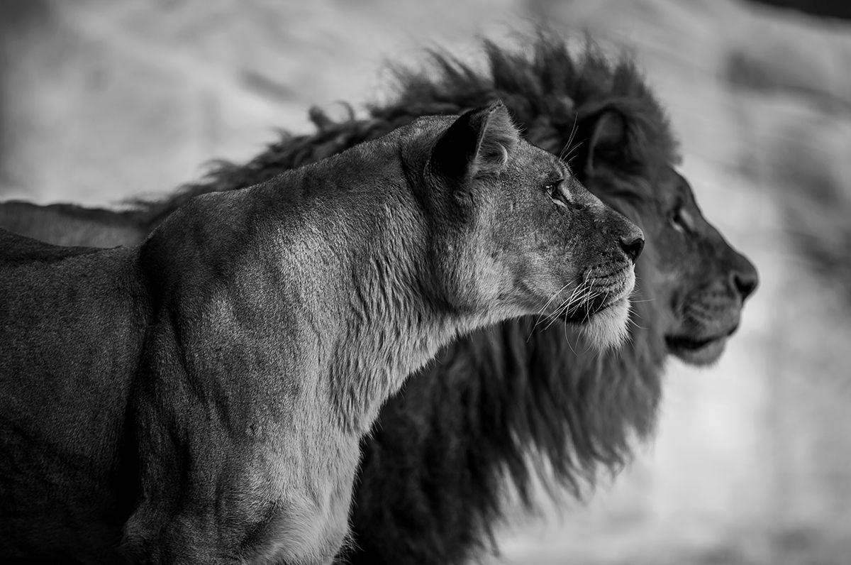 wilde dieren schilderijen